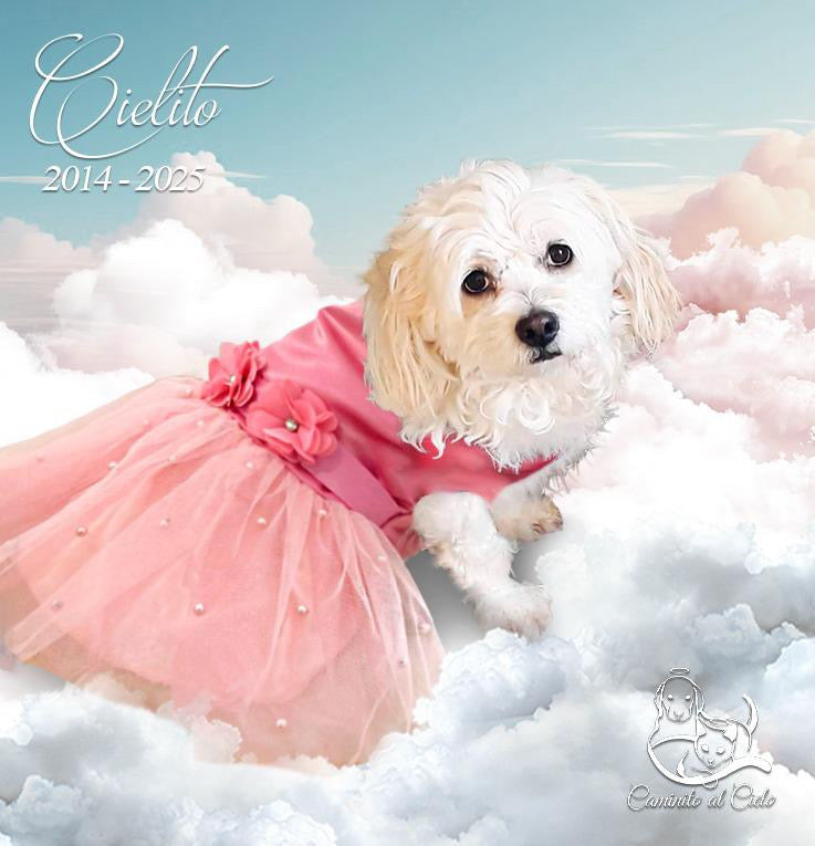 Personalized Pet Memorial Video – Celebrate the Life of Your Beloved Pet